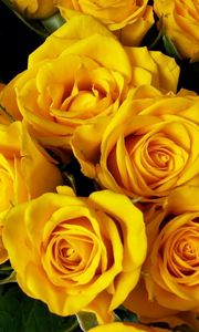 Preview wallpaper roses, flower, yellow, bright, beautiful, bouquet