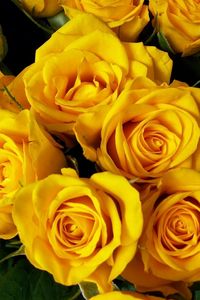 Preview wallpaper roses, flower, yellow, bright, beautiful, bouquet