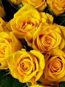 Preview wallpaper roses, flower, yellow, bright, beautiful, bouquet