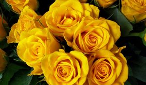 Preview wallpaper roses, flower, yellow, bright, beautiful, bouquet