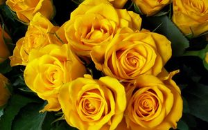 Preview wallpaper roses, flower, yellow, bright, beautiful, bouquet