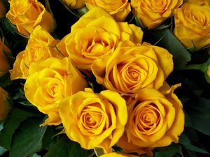 Preview wallpaper roses, flower, yellow, bright, beautiful, bouquet