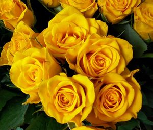 Preview wallpaper roses, flower, yellow, bright, beautiful, bouquet