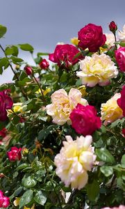 Preview wallpaper roses, flowering, garden, sky, beautifully