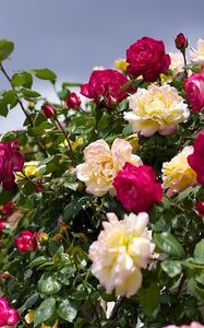 Preview wallpaper roses, flowering, garden, sky, beautifully