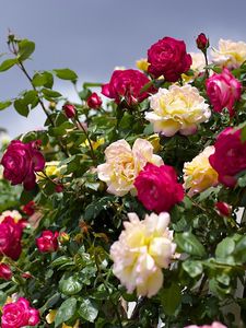 Preview wallpaper roses, flowering, garden, sky, beautifully