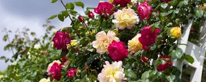 Preview wallpaper roses, flowering, garden, sky, beautifully