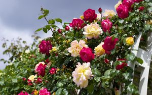 Preview wallpaper roses, flowering, garden, sky, beautifully