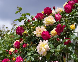 Preview wallpaper roses, flowering, garden, sky, beautifully