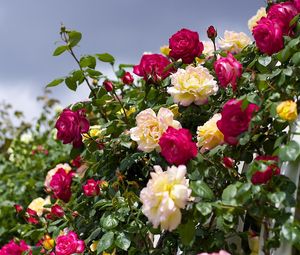 Preview wallpaper roses, flowering, garden, sky, beautifully