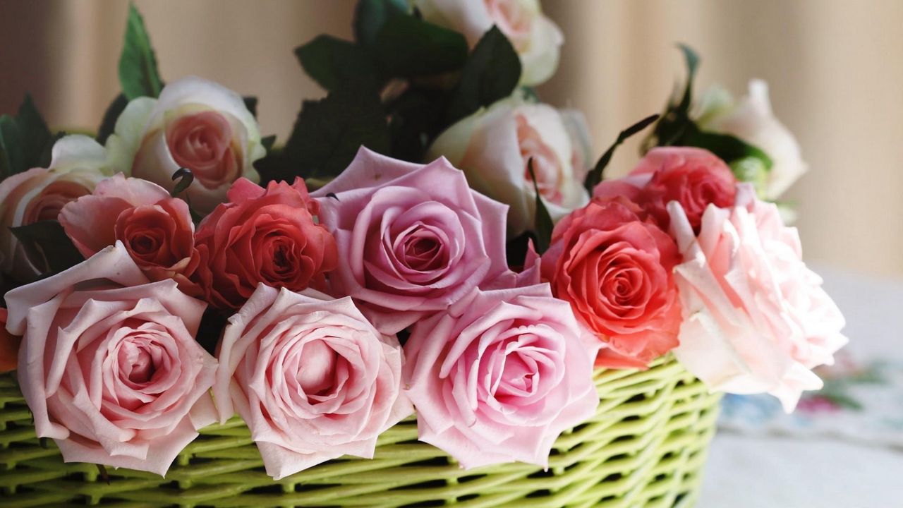 Wallpaper roses, flowers, basket, sharpness