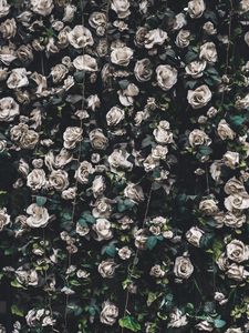 Preview wallpaper roses, flowers, bloom, garland