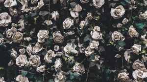 Preview wallpaper roses, flowers, bloom, garland