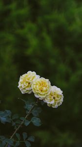 Preview wallpaper roses, flowers, bloom, plant, yellow