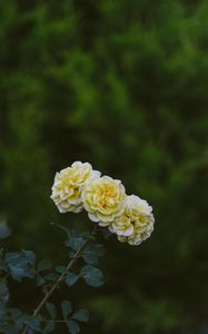 Preview wallpaper roses, flowers, bloom, plant, yellow