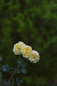 Preview wallpaper roses, flowers, bloom, plant, yellow