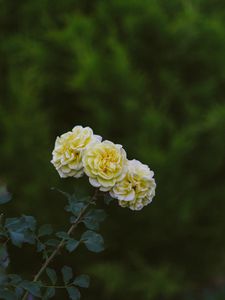 Preview wallpaper roses, flowers, bloom, plant, yellow