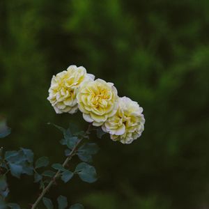 Preview wallpaper roses, flowers, bloom, plant, yellow
