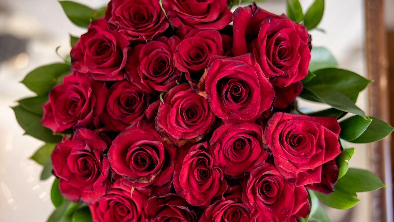 Wallpaper roses, flowers, bouquet, buds, red hd, picture, image