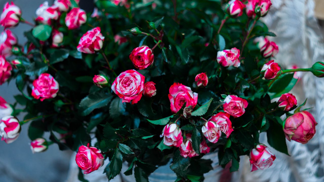 Wallpaper roses, flowers, bouquet, pink