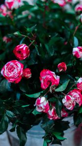 Preview wallpaper roses, flowers, bouquet, pink