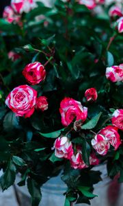 Preview wallpaper roses, flowers, bouquet, pink