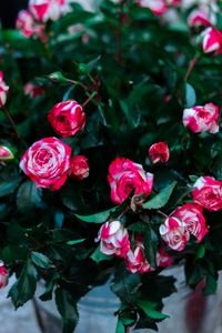 Preview wallpaper roses, flowers, bouquet, pink