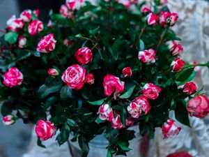 Preview wallpaper roses, flowers, bouquet, pink