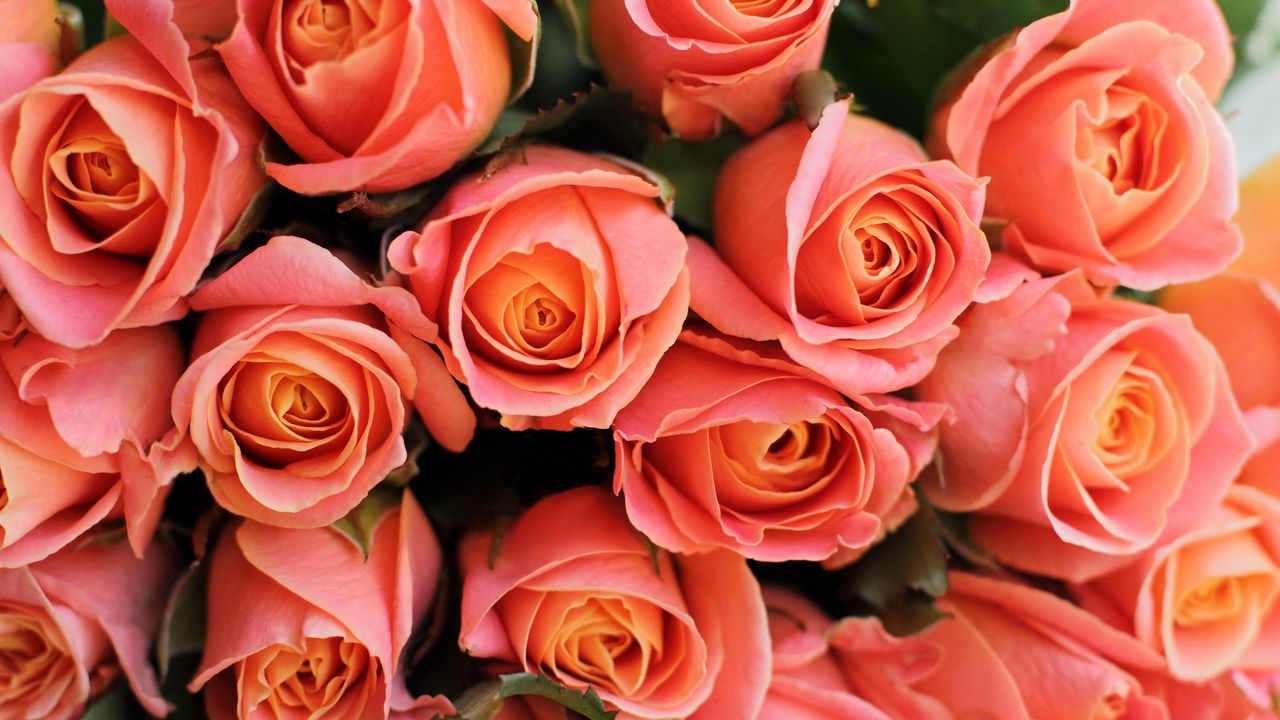 Wallpaper roses, flowers, bouquet, pink, coral, present, romantic