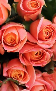 Preview wallpaper roses, flowers, bouquet, pink, coral, present, romantic