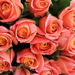 Preview wallpaper roses, flowers, bouquet, pink, coral, present, romantic