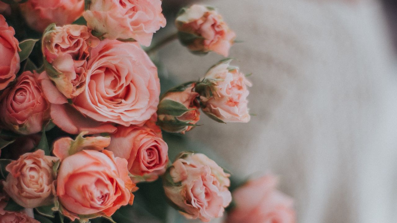 Wallpaper roses, flowers, bouquet, pink, gentle