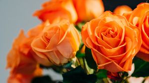 Preview wallpaper roses, flowers, bouquet, orange