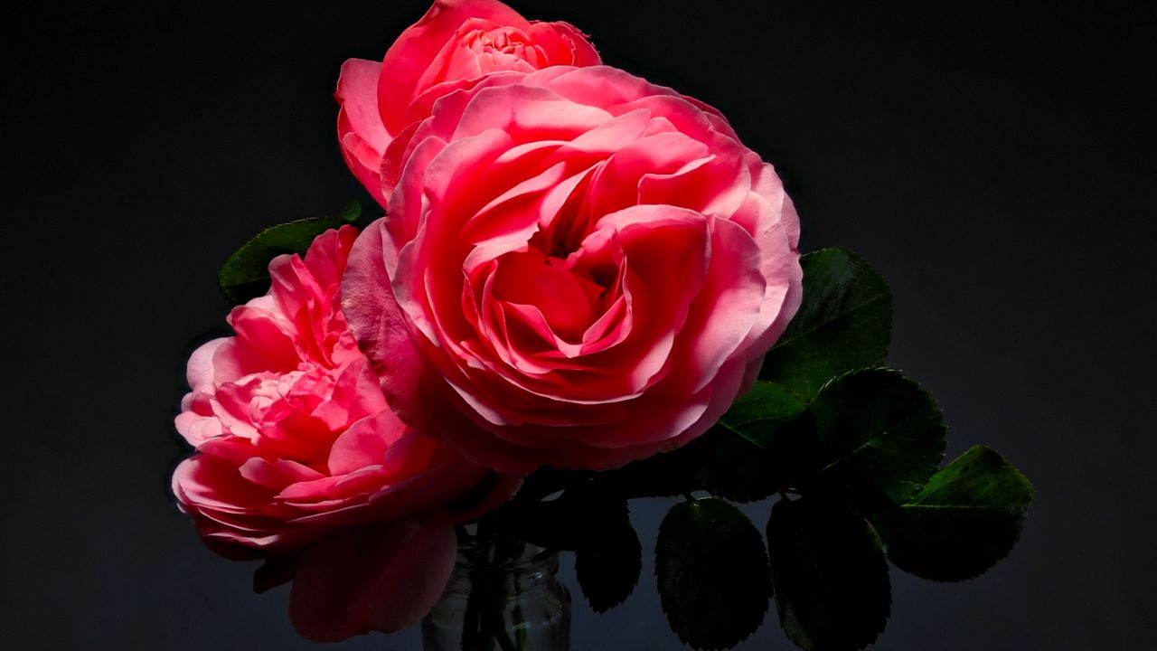 Wallpaper roses, flowers, bouquet, vase, pink