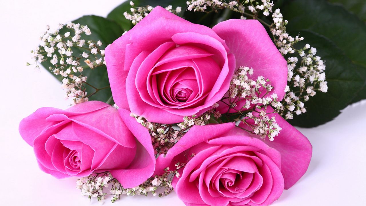 Wallpaper roses, flowers, bouquet, tenderness