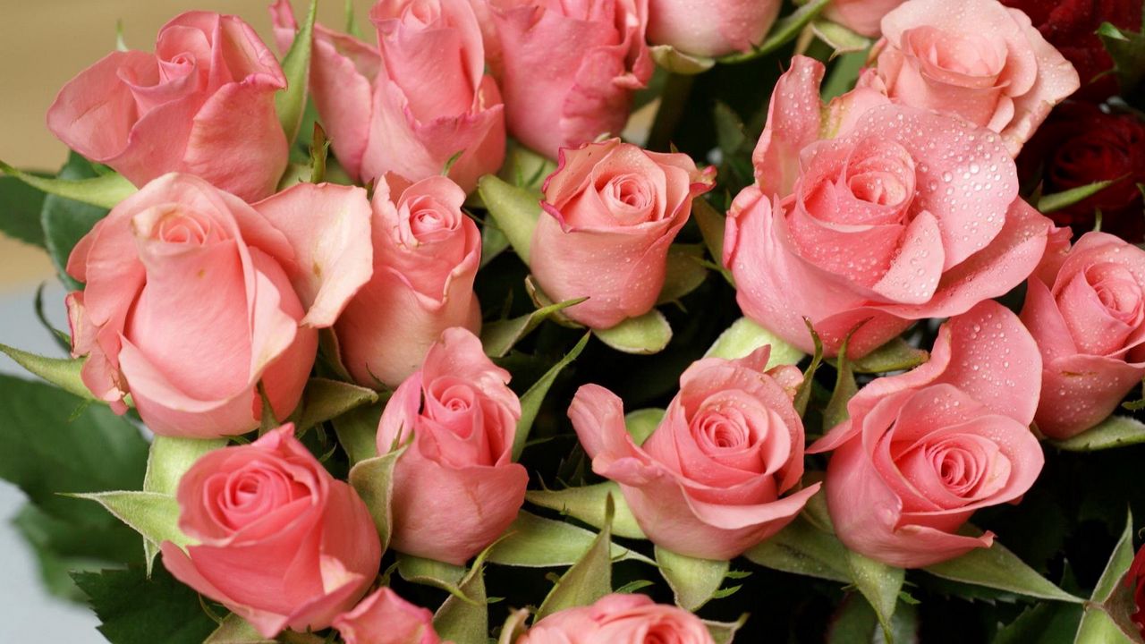 Wallpaper roses, flowers, bouquet, drops, tenderness