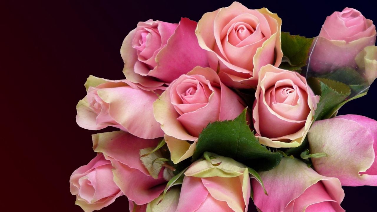 Wallpaper roses, flowers, bouquet, buds, pink
