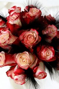 Preview wallpaper roses, flowers, bouquet, buds, feathers, design, white background
