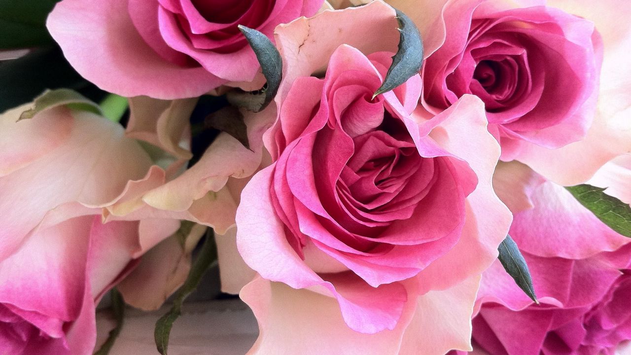 Wallpaper roses, flowers, bouquet, close-up hd, picture, image
