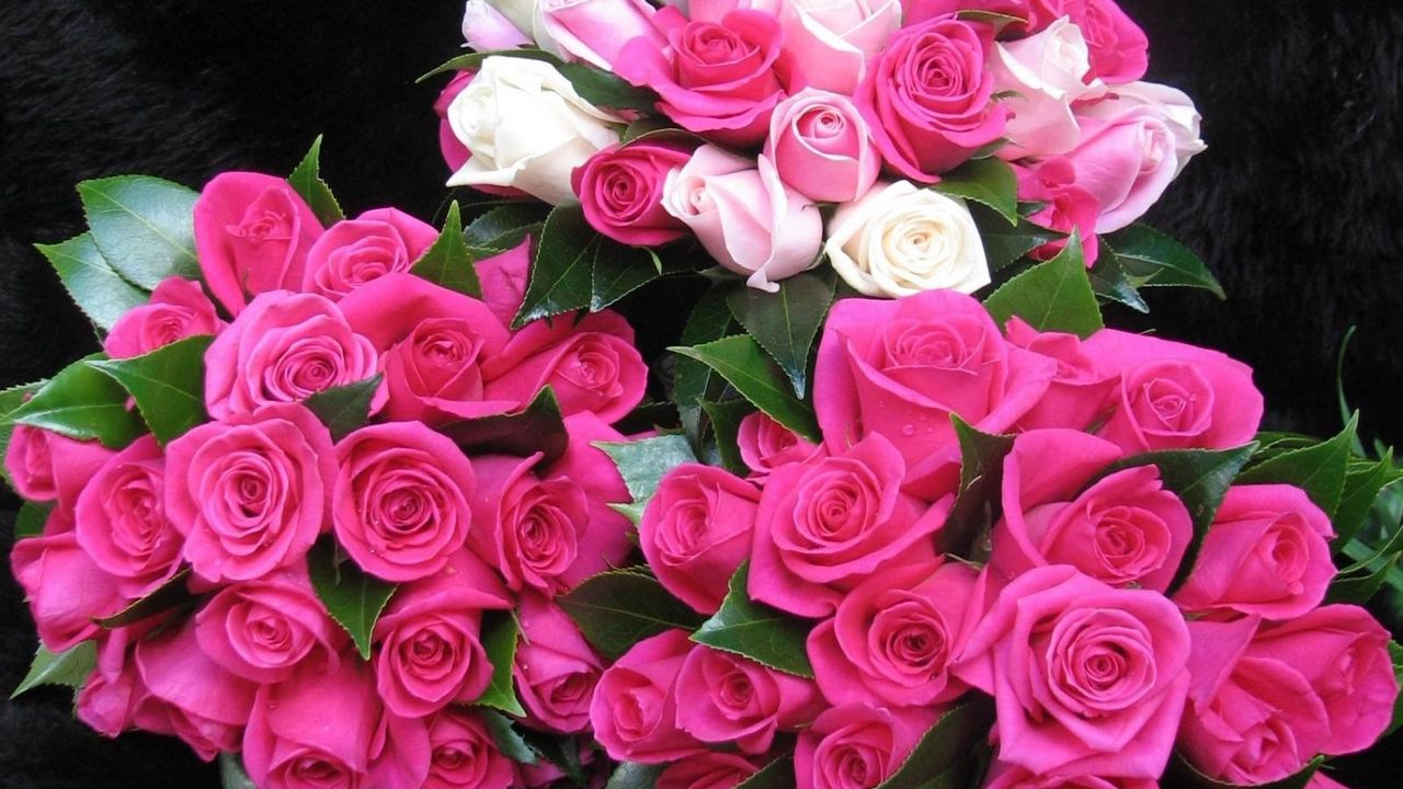 Wallpaper roses, flowers, bouquets, three, drop, freshness, appearance, beauty