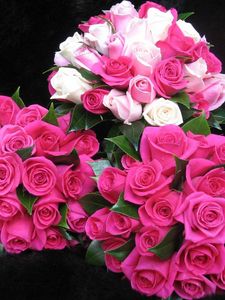 Preview wallpaper roses, flowers, bouquets, three, drop, freshness, appearance, beauty