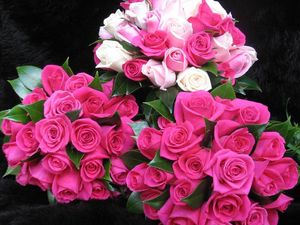 Preview wallpaper roses, flowers, bouquets, three, drop, freshness, appearance, beauty