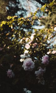 Preview wallpaper roses, flowers, branches, leaves, aesthetics