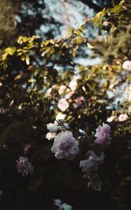 Preview wallpaper roses, flowers, branches, leaves, aesthetics