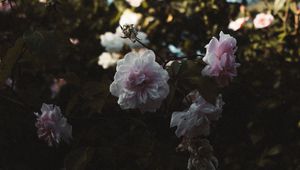 Preview wallpaper roses, flowers, branches, leaves, aesthetics