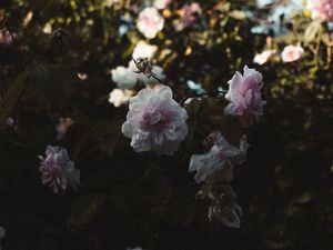 Preview wallpaper roses, flowers, branches, leaves, aesthetics