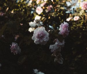 Preview wallpaper roses, flowers, branches, leaves, aesthetics