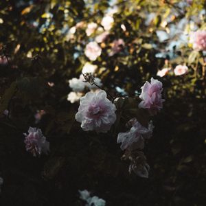 Preview wallpaper roses, flowers, branches, leaves, aesthetics