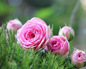 Preview wallpaper roses, flowers, buds, bouquet