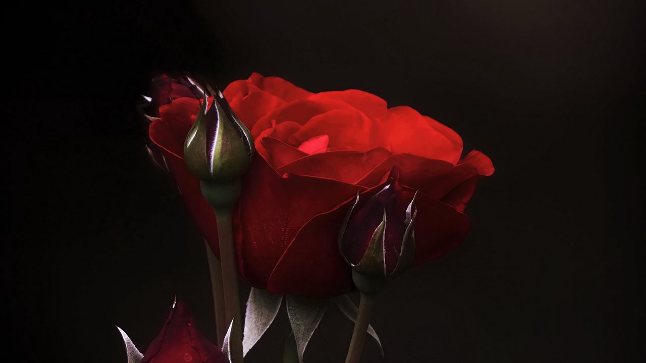 Wallpaper roses, flowers, buds, petals, red, dark